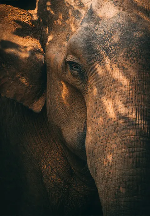 Close-up of an Sri Lankan elephant during Wildlife, Culture & Coastal Calm tour