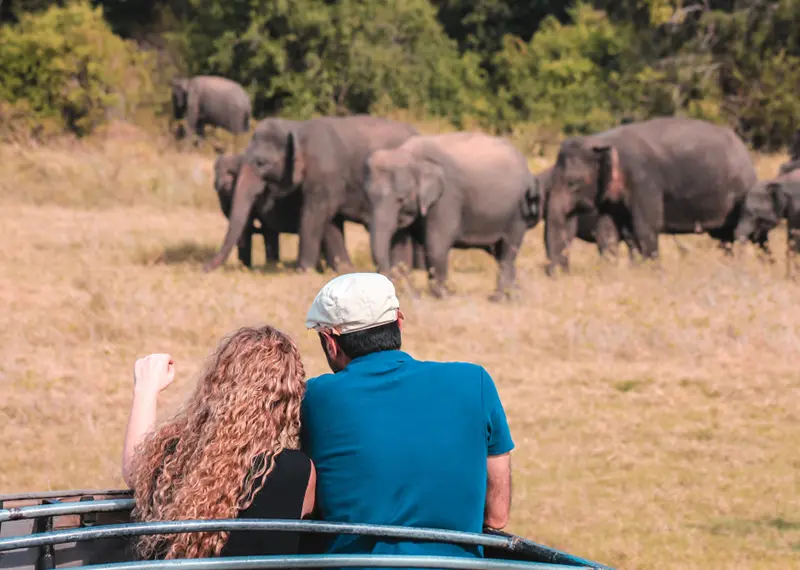 A tourist couple watches a herd of wild elephants during a safari