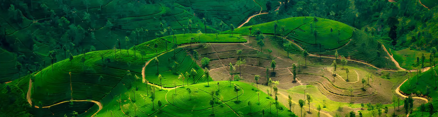 Vibrant green tea plantations terraced across beautiful mountain slopes, representing the tranquil highland destinations you can explore on custom Sri Lanka tours