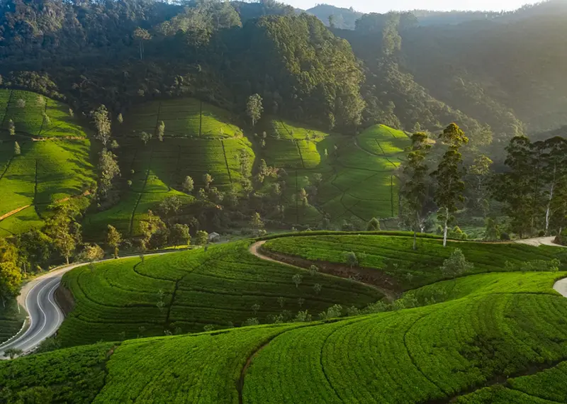 Beautiful aerial view of vibrant green tea fields in the hill country