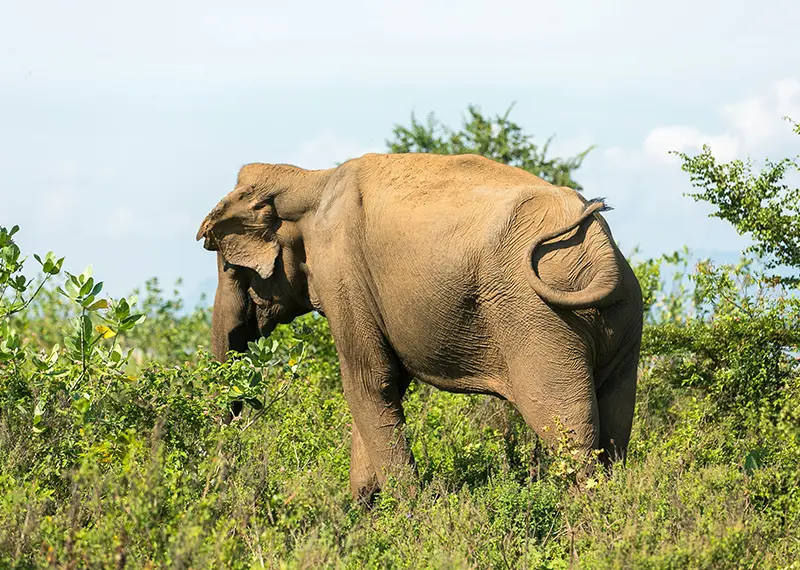 Majestic wild elephant roaming through thick green vegetation in a national park