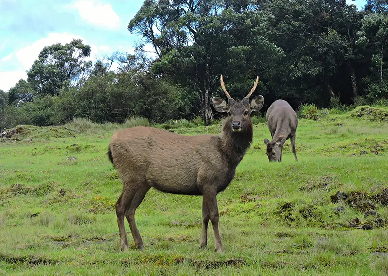 Two wild deer grazing peacefully in a lush green national park meadow