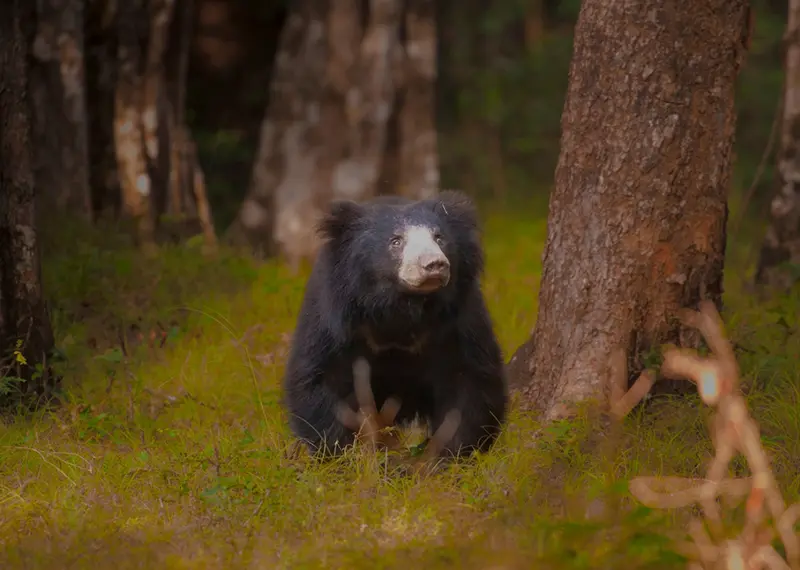 Excited tourists can spot rare sloth bears during a wildlife safari adventure