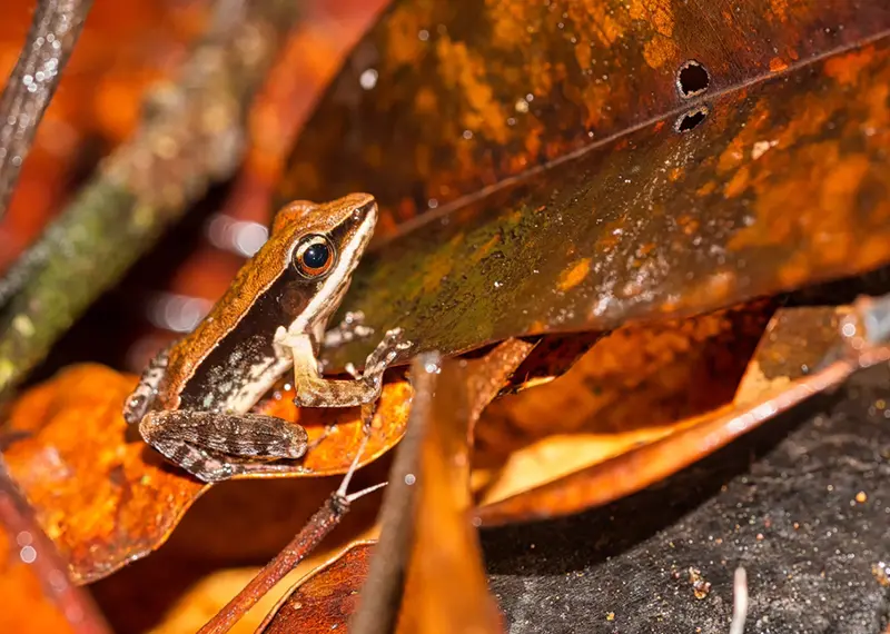 Discover unique amphibian biodiversity during an adventurous rainforest trekking wildlife safari tour