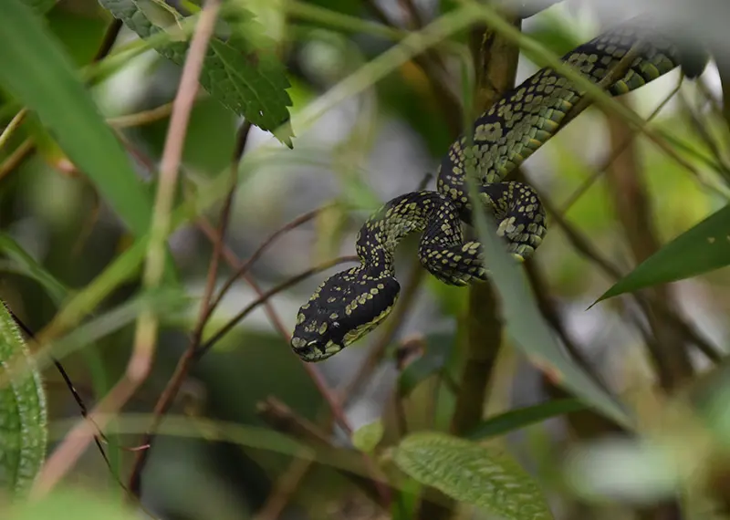 Discover incredible reptile biodiversity during an adventurous rainforest trekking wildlife safari tour