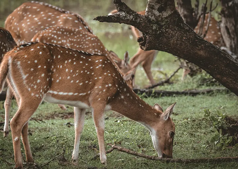 A herd of spotted deer grazing in a green Sri Lankan Yala national park
