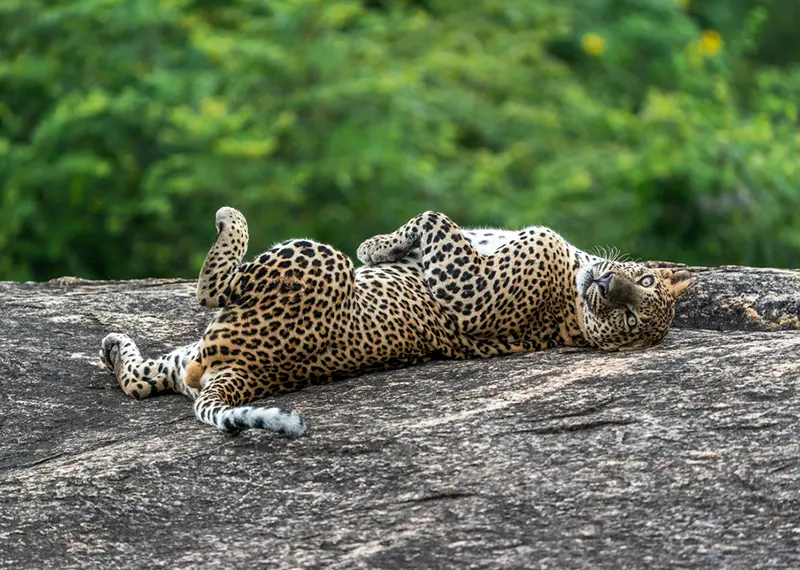Playful Sri Lankan leopard lying upside down on a large flat rock
