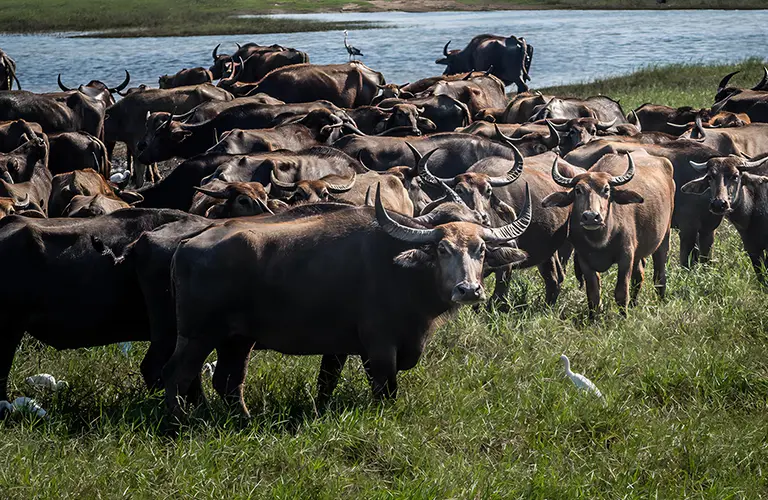 A large herd of water buffaloes grazing in a lush green wetland, a scenic wildlife highlight often featured in our Heritage Trails & Wild Wonders package