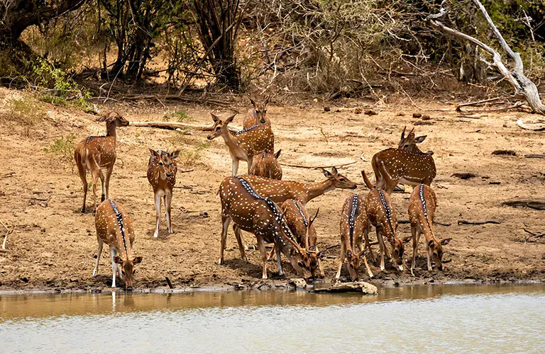 A herd of spotted deer gathered to drink from a calm watering hole at the edge of a dry forest, a popular wildlife safari experience on our Magical Sri Lanka - The Ultimate 15 Day Family Adventure tour