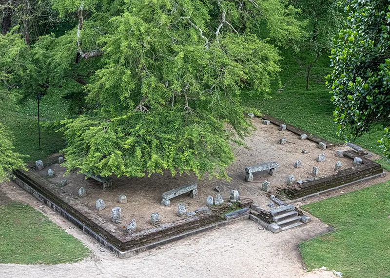Ancient archaeological site featuring stone pillars and a large tree on tours