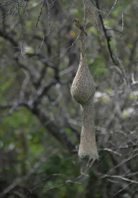 A yellow weaver bird perched on its intricate hanging nest, a fascinating wildlife sighting to experience on Heritage Trails & Wild Wonders tours