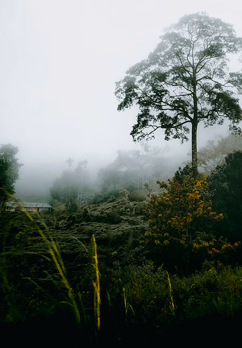 A towering tree standing amidst a dense, atmospheric morning mist in a lush green tea estate, a serene highland destination included in our Sri Lanka hill country tour packages