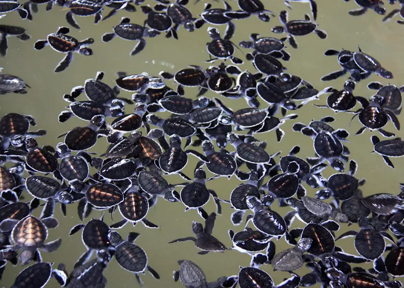 Dozens of baby sea turtles swimming together at a coastal conservation hatchery
