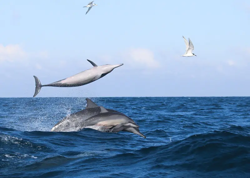 Dolphins leaping out of the blue ocean water during a scenic cruise