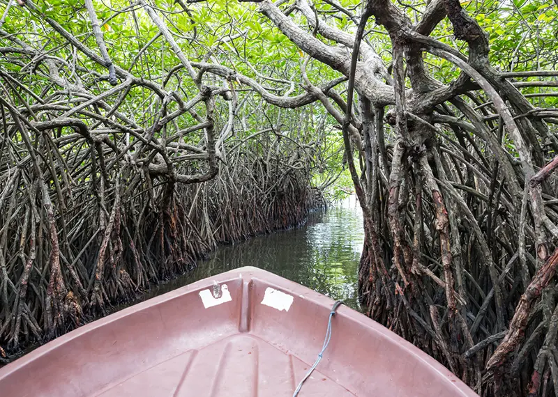 A small boat navigates through a dense tunnel of twisted mangrove roots