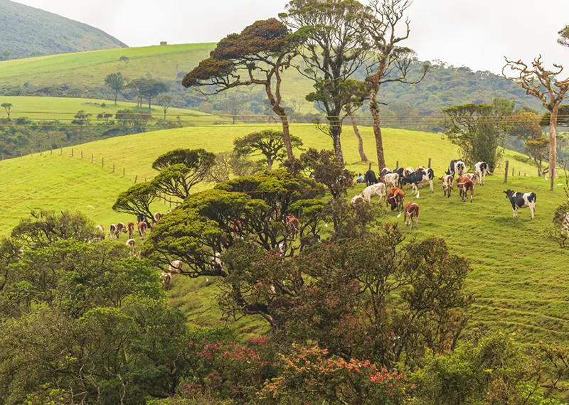 Dairy cows graze on lush green rolling hills in the scenic highlands