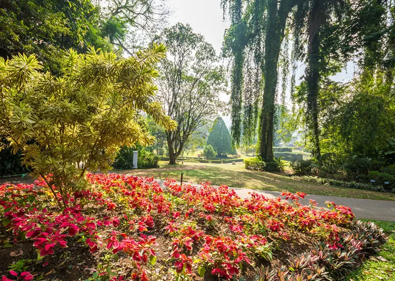 A scenic view of vibrant red flowerbeds in a lush botanical garden