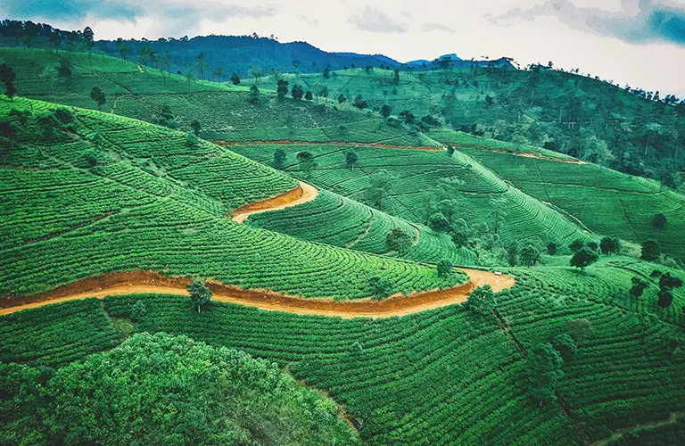 Lush, terraced tea fields stretching across the mountainous landscape of the hill country, representing the tranquil nature destinations you can explore on custom Sri Lanka hill country tours