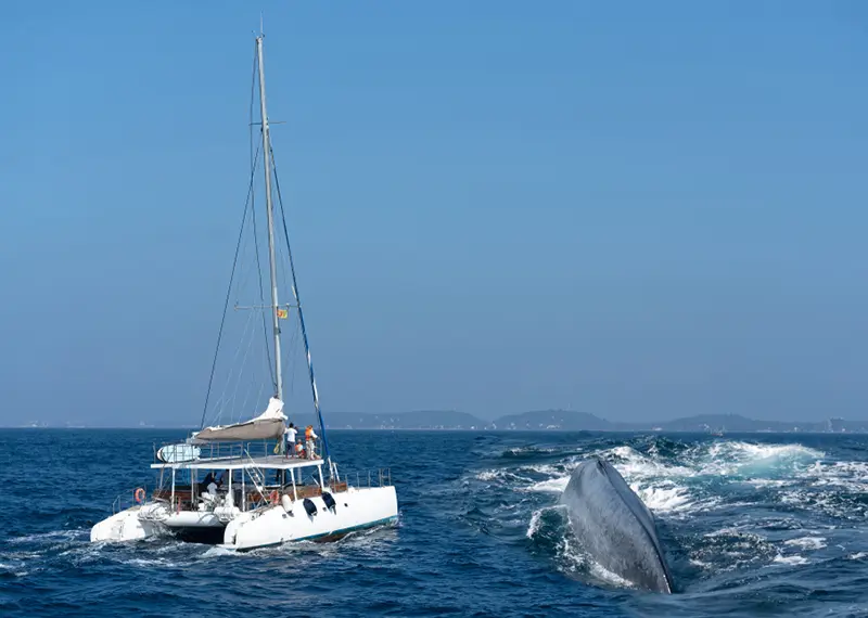 Massive whale surfacing near a tourist catamaran during a sunny ocean safari