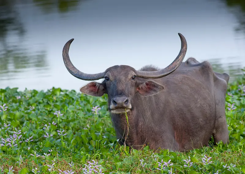 A large wild water buffalo stands among purple flowers near a lake