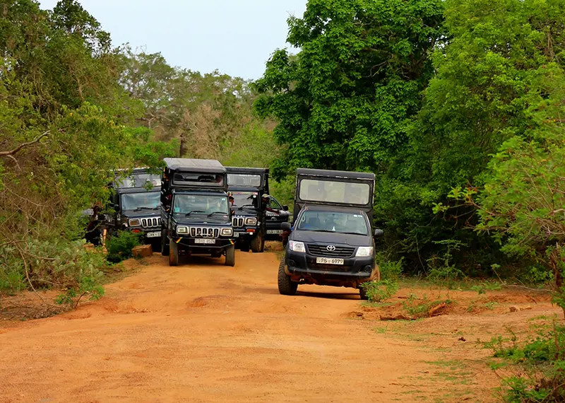 Multiple safari jeeps driving on a red dirt road through lush greenery
