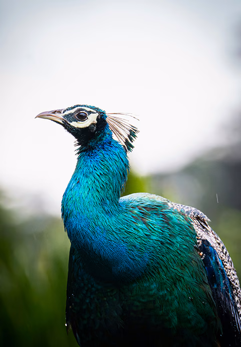 A close-up of a vibrant wild peacock with bright blue and green feathers, a common and beautiful sighting included in our Sri Lanka wildlife tour packages.