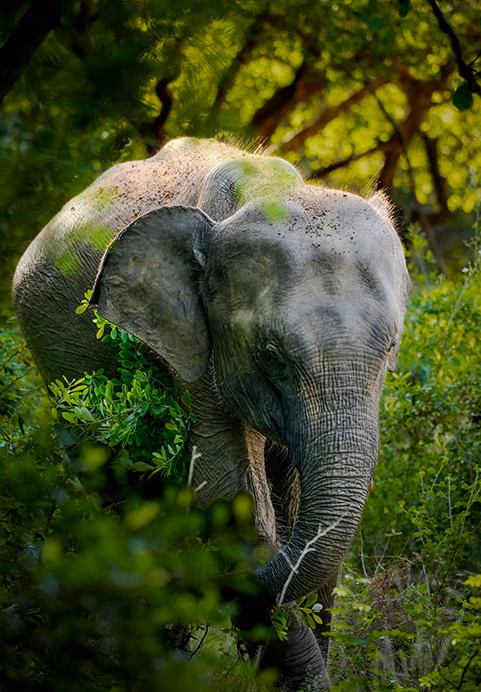 A magnificent wild elephant walking through lush green jungle foliage, a thrilling wildlife encounter featured in our Sri Lanka wildlife tour packages