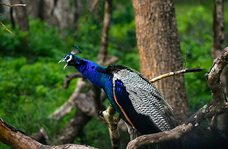 A vibrant blue peacock calling from a tree branch in a lush jungle, highlighting the diverse wildlife viewing opportunities in our Sri Lanka wildlife tour packages