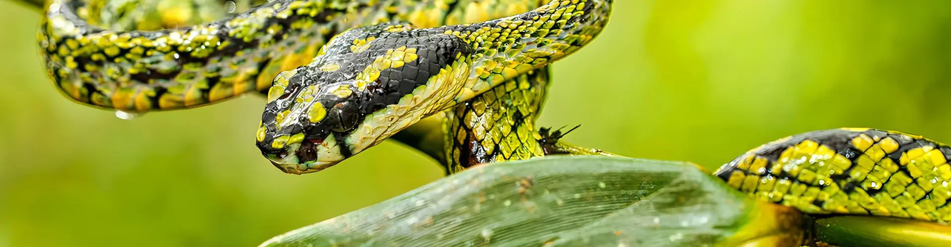 A close-up of a striking green and black pit viper resting on a jungle branch, highlighting the unique endemic wildlife encounters included in our The Great Island Safari package