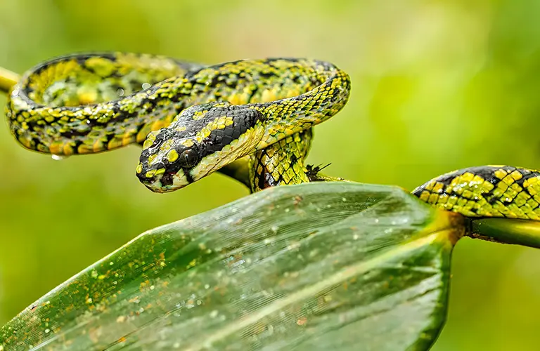 A close-up of a striking green and black pit viper resting on a jungle branch, highlighting the unique endemic wildlife encounters included in our The Great Island Safari package