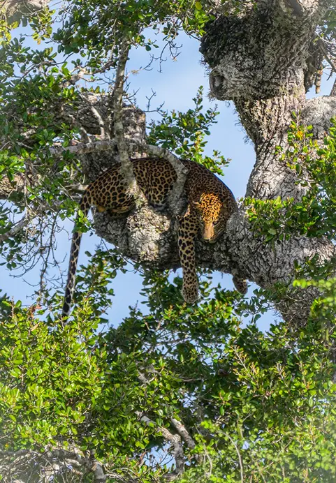 A wild leopard resting comfortably on a thick tree branch surrounded by green leaves, highlighting the incredible wildlife safaris included in our The Great Island Safari package