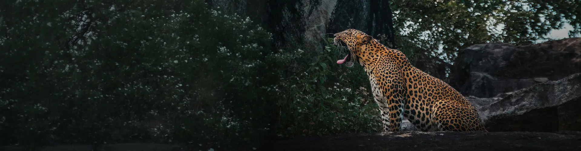 A majestic wild leopard yawning while sitting on a large rock in the jungle, highlighting the thrilling wildlife adventure included in our The Southern Explorer - Sun, Surf & Safari packages