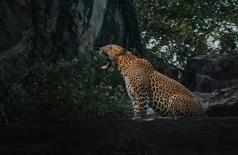 A majestic wild leopard yawning while sitting on a large rock in the jungle, highlighting the thrilling wildlife adventure included in our The Southern Explorer - Sun, Surf & Safari packages