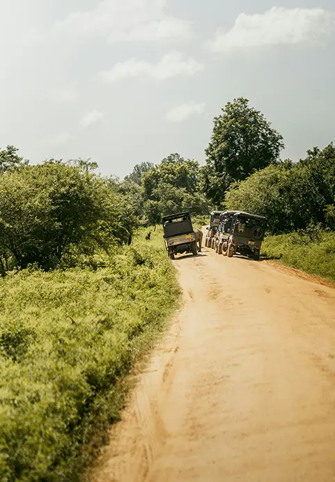 Safari vehicles exploring a scenic dirt road surrounded by tropical nature on a sunny day, representing the exciting adventures you can add to The Southern Explorer - Sun, Surf & Safari tours