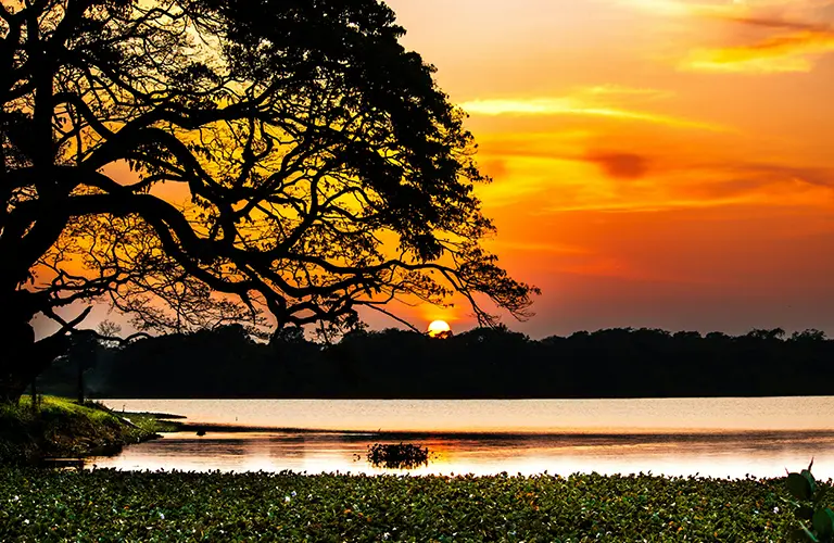 Golden sunset over a tropical lake framed by a large silhouetted tree experience in our Wildlife, Culture & Coastal Calm tour